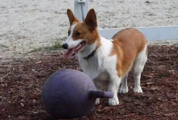 柯基多少钱一只？