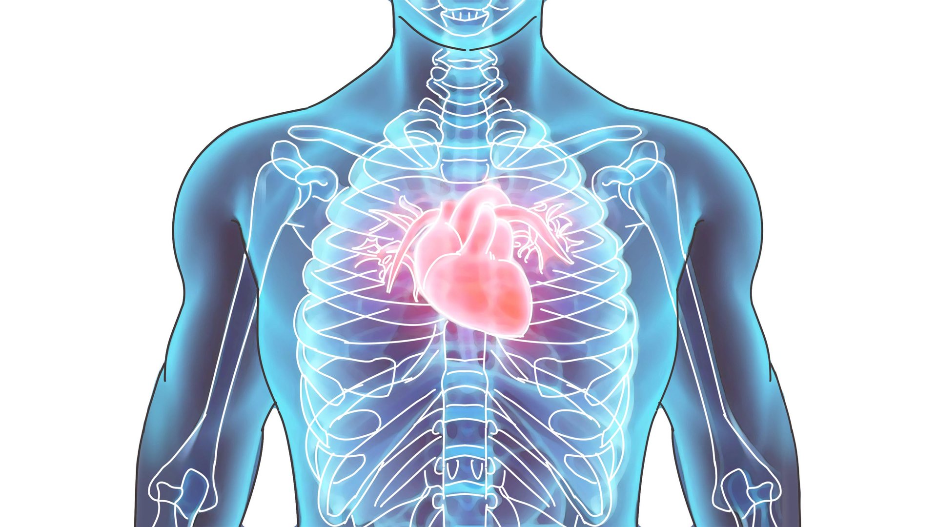 肌酸激酶同工酶