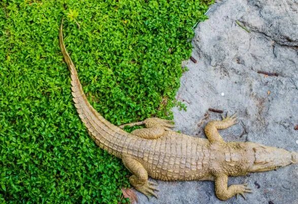 两栖动物有哪些  两栖动物的主要特征是什么