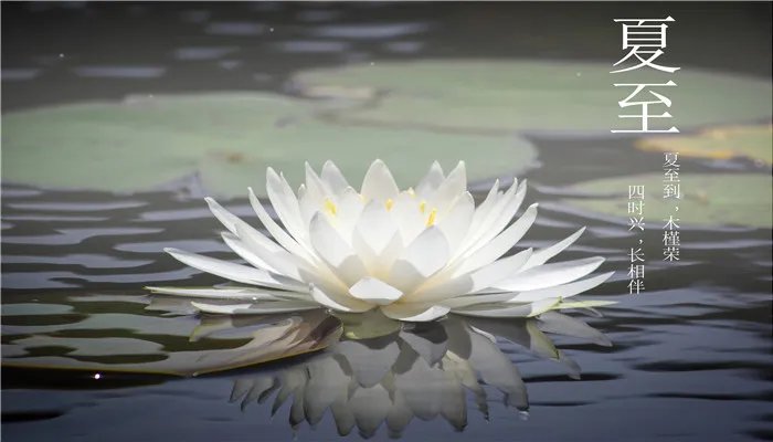 黑莲花是什么意思 黑莲花是哪种人