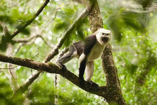 世界十大珍稀动物 大熊猫仅第五远东豹第一仅存40只