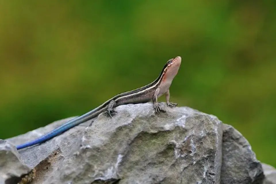 中华石龙子是几级保护动物 中华石龙子可以养吗