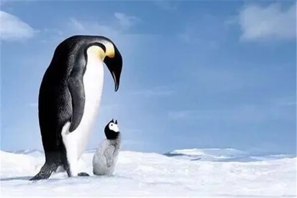 bbc十大经典纪录片都有什么？