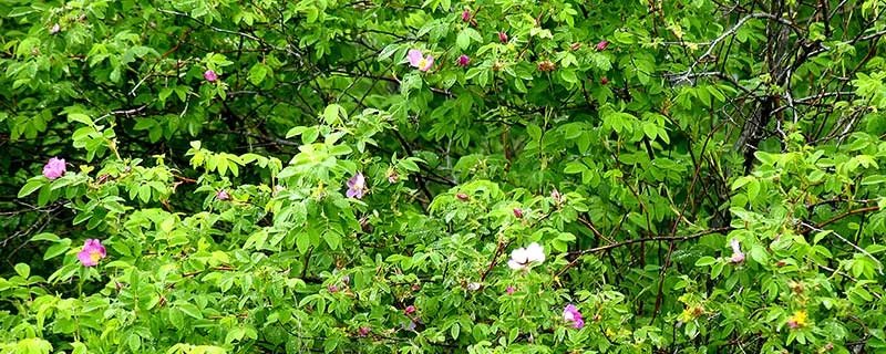 蒲公英的特点 蒲公英的特点是什么