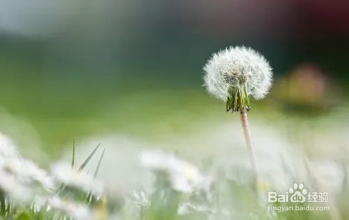 写出几种植物传播种子的方法