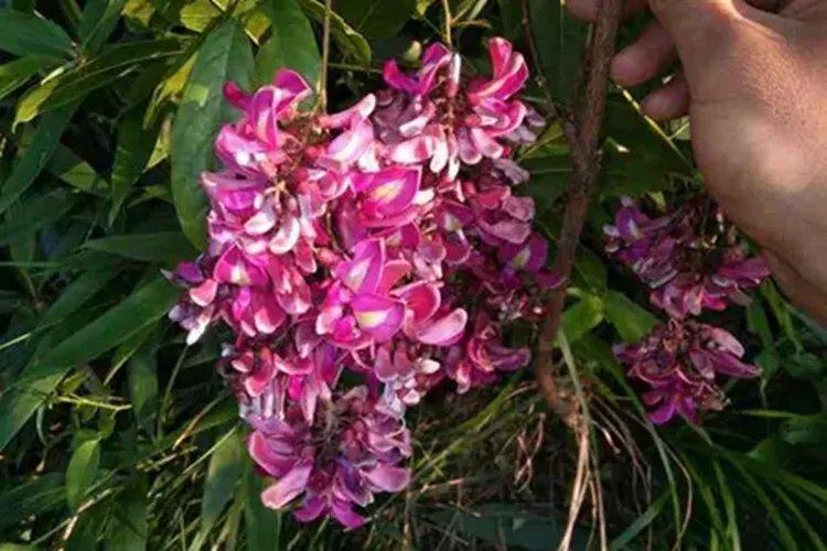 野生鸡血藤图片