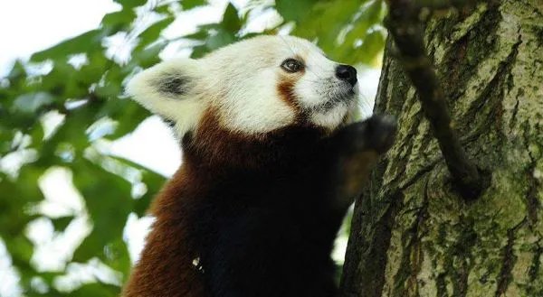 大小熊猫的区别图片