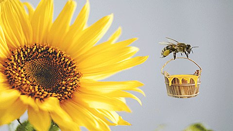 被蜜蜂蛰了怎么消肿止痒的最快方法