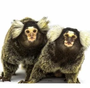 猴子用英语怎么说