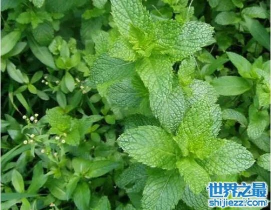 夏天家里放一物绝对没蚊子，还能装饰房间(一举两得) 