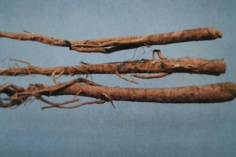 黄芪图片大全高清图片