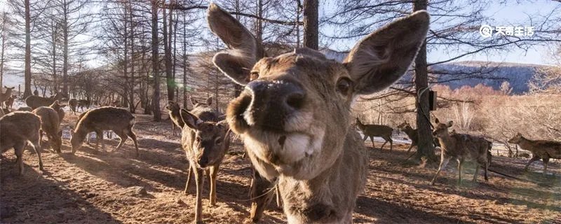 什么动物没有方向感