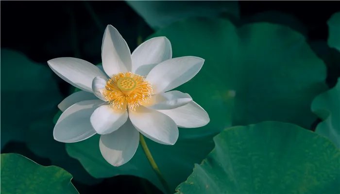 黑莲花是什么意思 黑莲花是哪种人