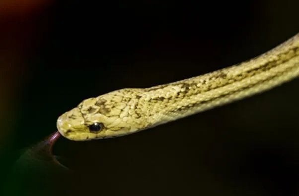 国内十大常见的无毒蛇 乌梢蛇上榜,第一性格好