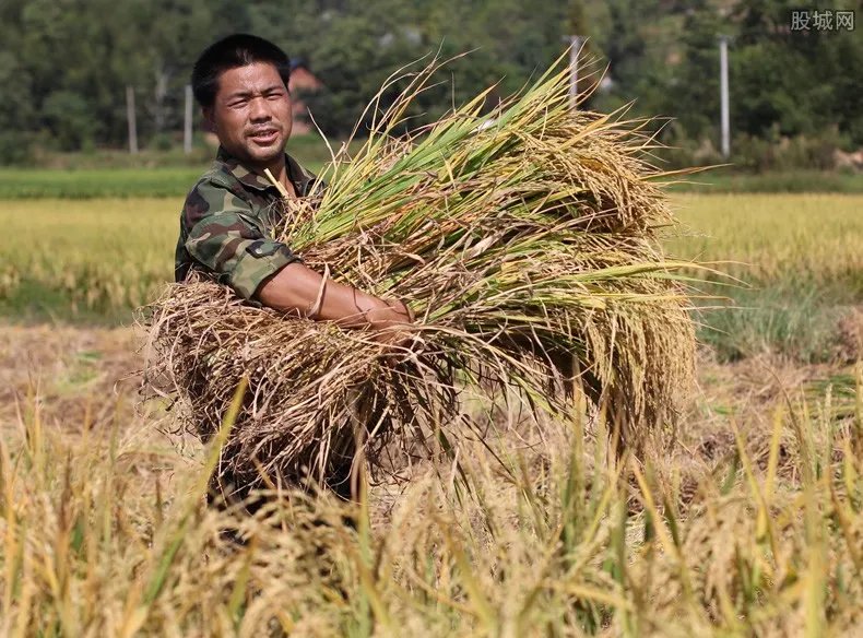 中国粮食储备够吃几年 2021年需要囤粮吗？