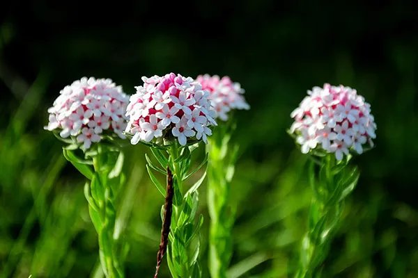 狼毒的功效与作用