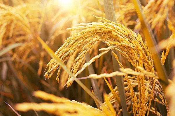 蛋白质含量高的食物