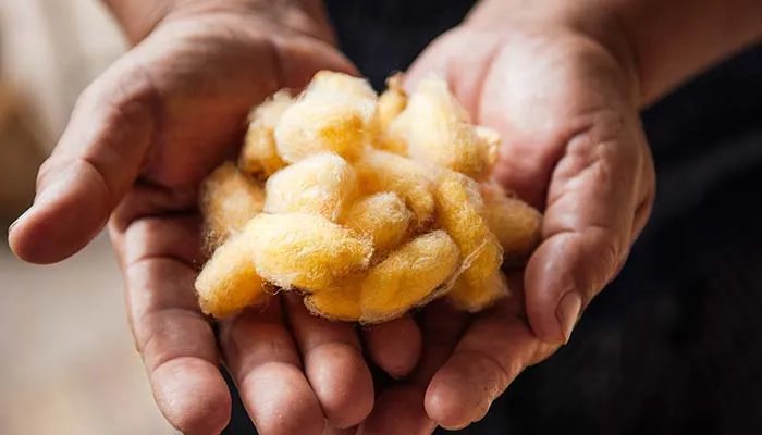 春蚕具有怎样的象征意义 春蚕具有什么象征意义