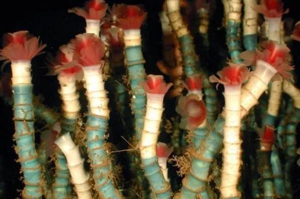 十大寿命最长的动物排名 格陵兰睡鲨上榜，第一可以“长生不老”