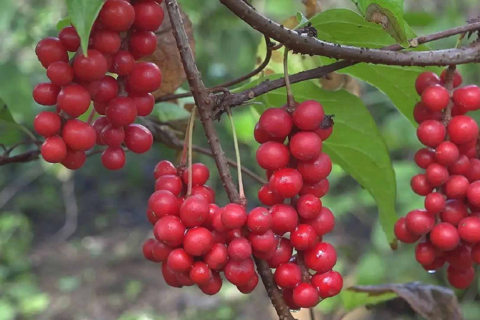 五味子是什么样的图片