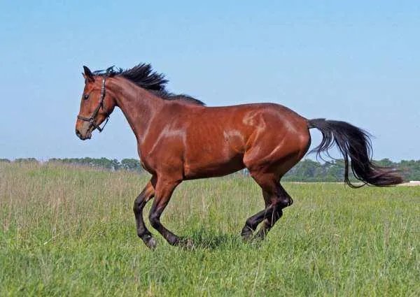 2002年属什么生肖?