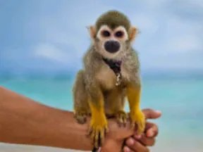 猴子用英语怎么说