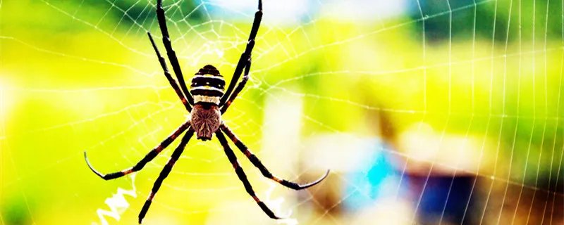 蜘蛛是不是昆虫 蜘蛛吃什么食物