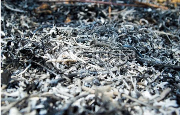 烬,这个字怎么读,什么意思?