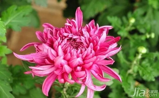 菊花代表什么 菊花的象征意义是什么