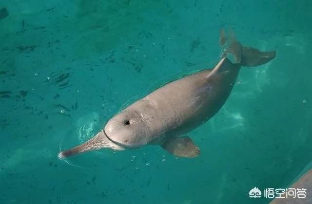 白鱀豚是怎样灭绝的