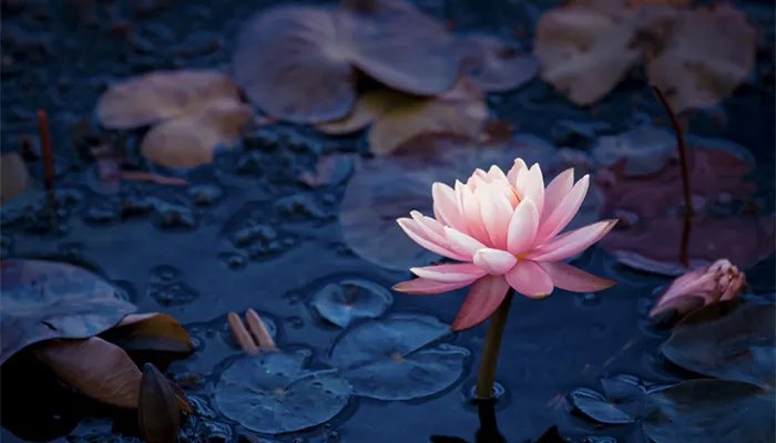 四面荷花三面柳的下一句 四面荷花三面柳出自哪里