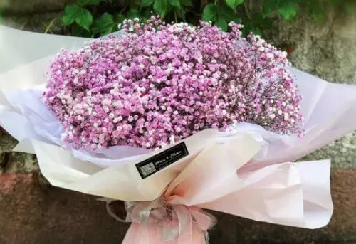 粉色满天星花语和寓意有哪些 粉色满天星适合送什么人