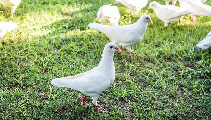 放鸽子是什么意思