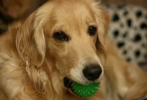 孕妇梦见狗是什么征兆 孕妇梦见狗预示着什么