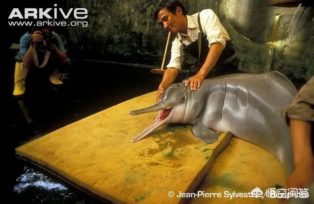 白鱀豚是怎样灭绝的