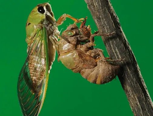 卫冕冠军和蝉联冠军有什么区别分别是啥意思