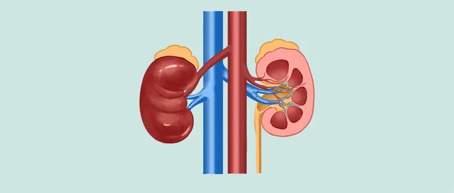 玉屏风散的作用与功效