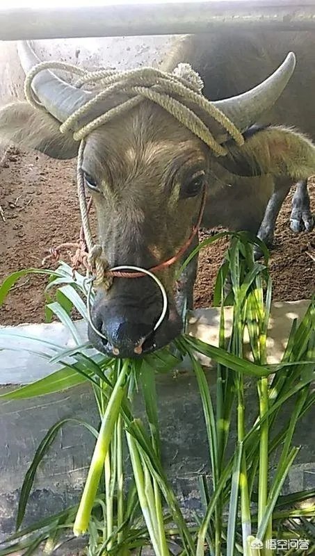 提问:如今农村养殖业跟特色种植业哪个发展前景更好？