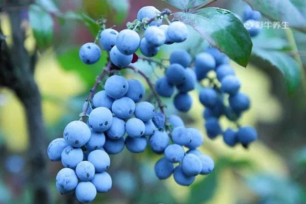 十大功劳的功效与作用