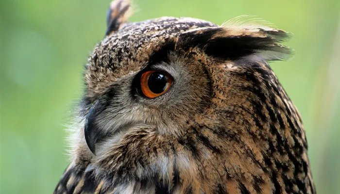 猫头鹰吃什么 猫头鹰吃什么东西作为食物