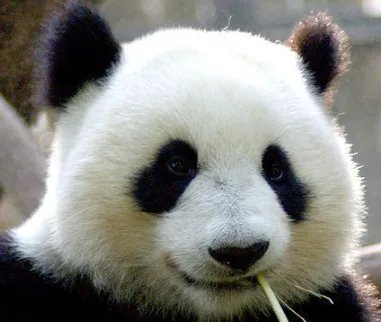 大熊猫