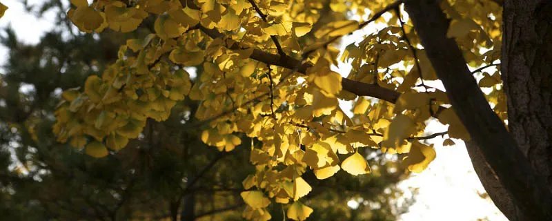 描写四季的诗句 描写四季的诗句古诗