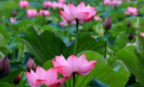 关于春夏秋冬的诗句