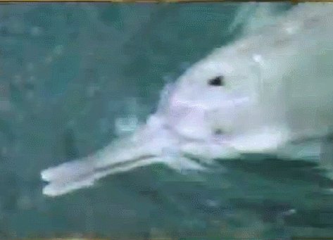 白鱀豚是怎样灭绝的