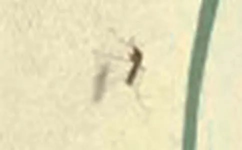 高射炮打蚊子歇后语