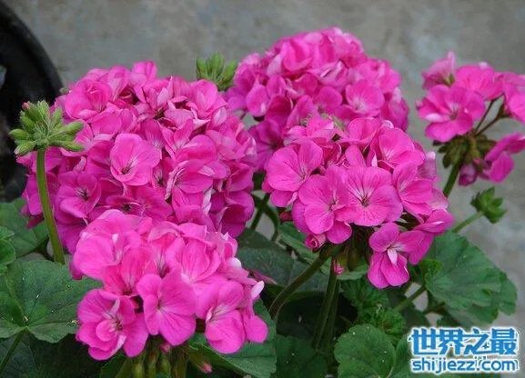 夏天家里放一物绝对没蚊子，还能装饰房间(一举两得) 