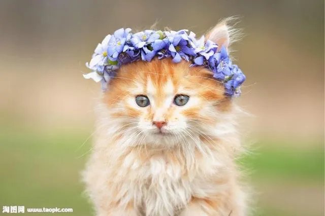 大家有没有小猫咪的图片？