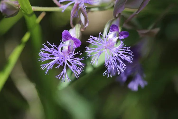 远志图片大全高清图片