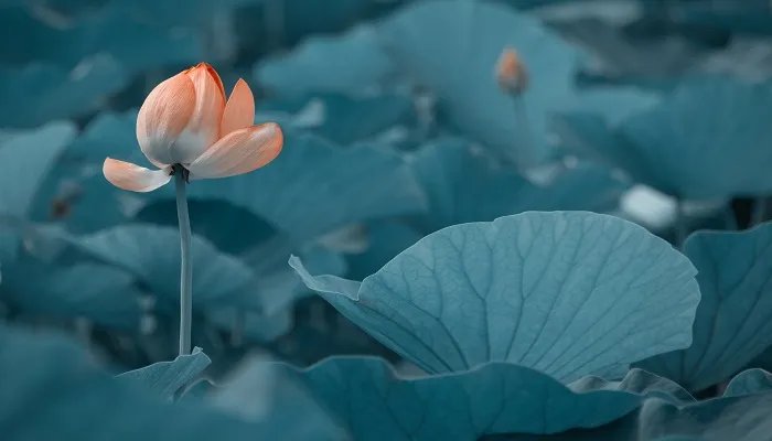 四面荷花三面柳的下一句 四面荷花三面柳出自哪里