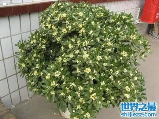 夏天家里放一物绝对没蚊子，还能装饰房间(一举两得) 